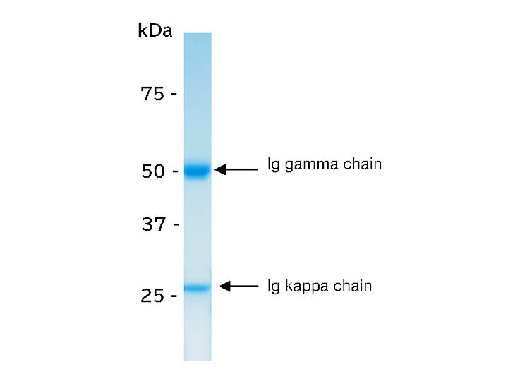 Human IgG1<br/> Isotype Control<br/>[ ICA-006 ]