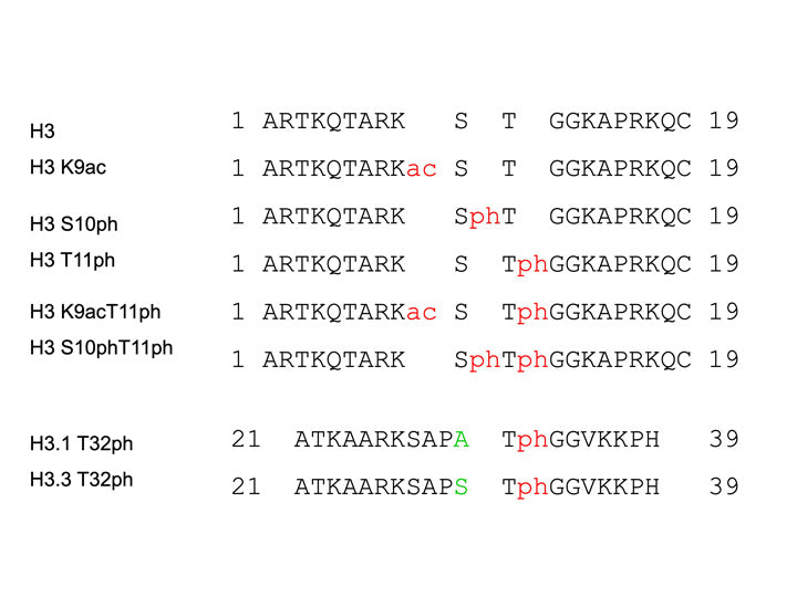 Anti-Histone H3 T11ph mAb<br/>( 6G12C5 )<br/>[ CEC-002 ]