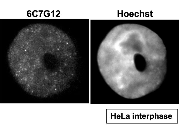 Anti-Histone H3 T32ph mAb<br/>( 6C7G12 )<br/>[ CEC-003 ]