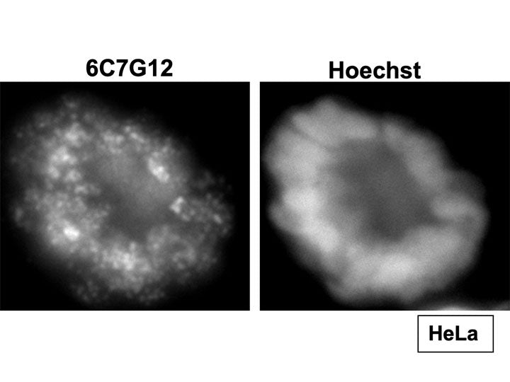 Anti-Histone H3 T32ph mAb<br/>( 6C7G12 )<br/>[ CEC-003 ]