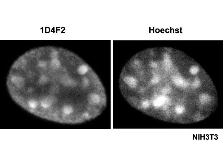 Anti-Histone H3.1/3.2 mAb<br/>[Clone No.1D4F2]<br/>( 1D4F2 )<br/>[ CEC-006 ]