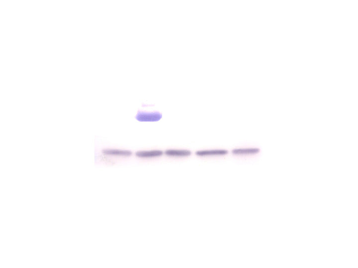 Anti-Histone H3.3 mAb<br/>[Clone No.6C4A3]<br/>( 6C4A3 )<br/>[ CEC-007 ]