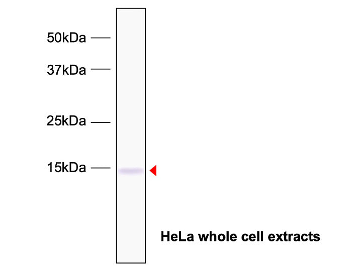 Anti-Histone H3.3 mAb<br/>[Clone No.4H2D7]<br/>( 4H2D7 )<br/>[ CEC-008 ]