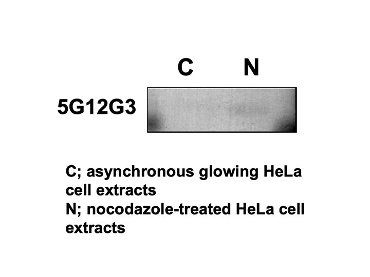 Anti-Histone H3.3 S28ph mAb<br/>( 5G12G3 )<br/>[ CEC-011 ]