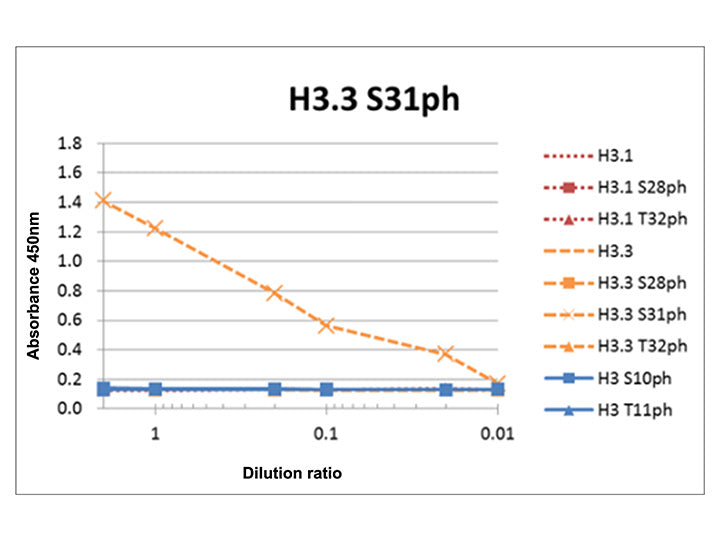 Anti-Histone H3.3 S31ph mAb<br/>( 1A8G10 )<br/>[ CEC-012 ]