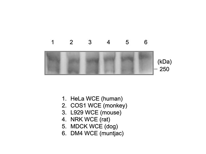 Anti-RNA polymerase 2 mAb<br/>( 1F4B6 )<br/>[ CEC-014 ]