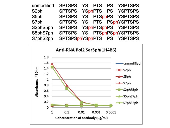 Anti-RNA polymerase 2,<br/>CTD Ser5ph mAb<br/>( 1H4B6 )<br/>[ CEC-016 ]