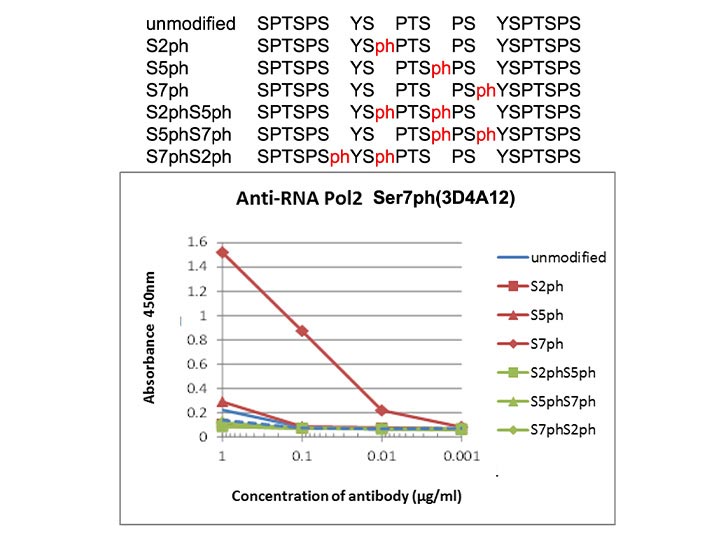 Anti-RNA polymerase 2,<br/>CTD Ser7ph mAb<br/>( 3D4A12 )<br/>[ CEC-017 ]