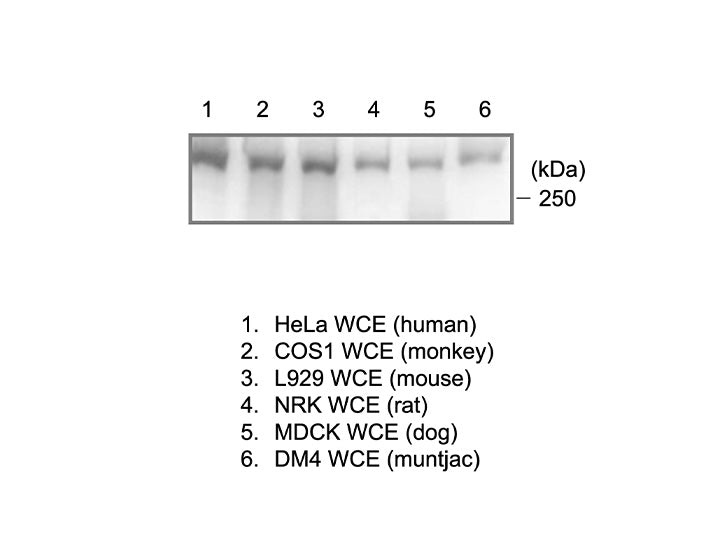 Anti-RNA polymerase 2,<br/>CTD Ser2phSer5ph mAb<br/>( 1A12G10 )<br/>[ CEC-018 ]