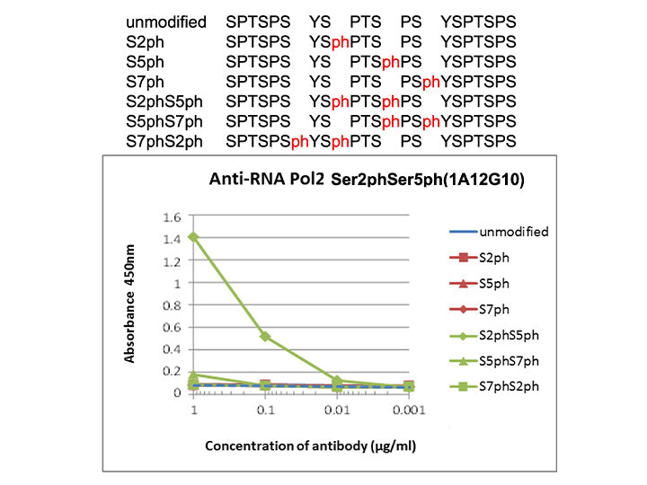 Anti-RNA polymerase 2,<br/>CTD Ser2phSer5ph mAb<br/>( 1A12G10 )<br/>[ CEC-018 ]