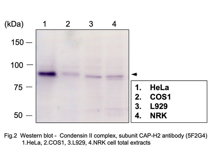 Anti-CAP-H2(Condensin II subunit) mAb<br/>( 5F2G4 )<br/>[ CEC-038 ]