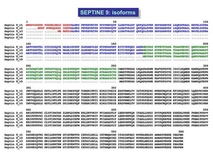 Anti-Septin9 variant3 mAb<br/>( 1A6C2 )<br/>[ CEC-050 ]