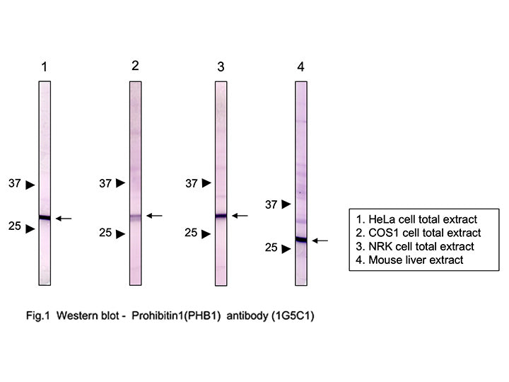Anti-Prohibitin1 (PHB1) mAb<br/>( 1G5C1 )<br/>[ CEC-051 ]