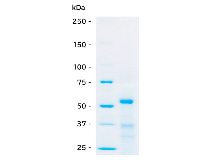SARS-CoV-2 (2019-nCoV) /<br/>COVID-19  RBD protein,<br/>human Fc tag<br/>[ RPC-004 ]