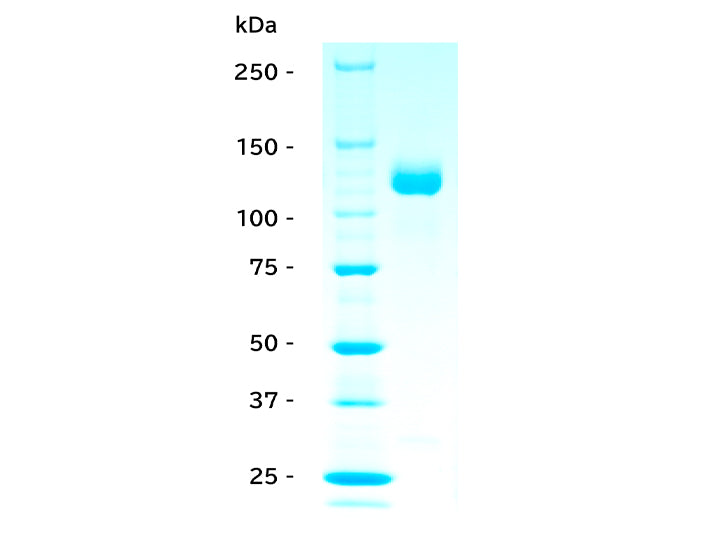 human ACE2 protein,<br/>human Fc tag<br/>[ RPC-006 ]